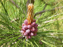 Live Pine Red Pine Needle Oil – WILD CRAFTED PINUS DENSIFLORA (2oz)