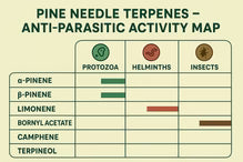 Live Pine Red Pine Needle Oil – WILD CRAFTED PINUS DENSIFLORA (2oz)