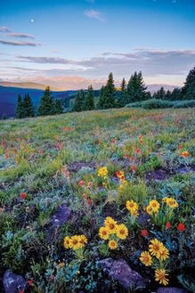 Natural Pine Soap Made with Wild Flowers