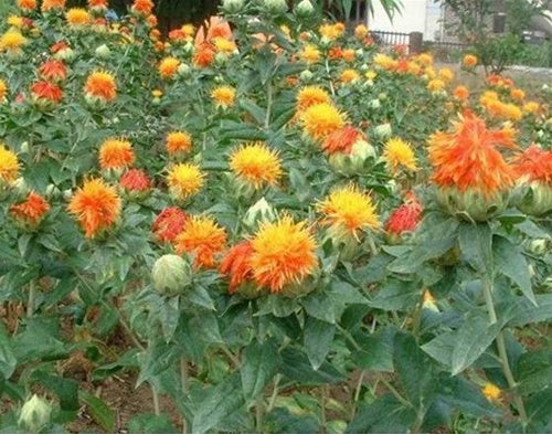 Red Flower Seeds (1 pound)